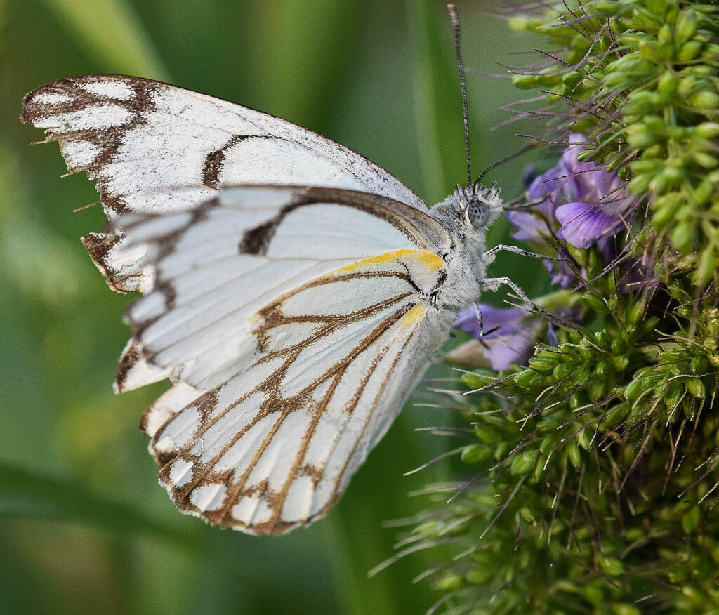The Early Arrival of White Butterflies in Johannesburg