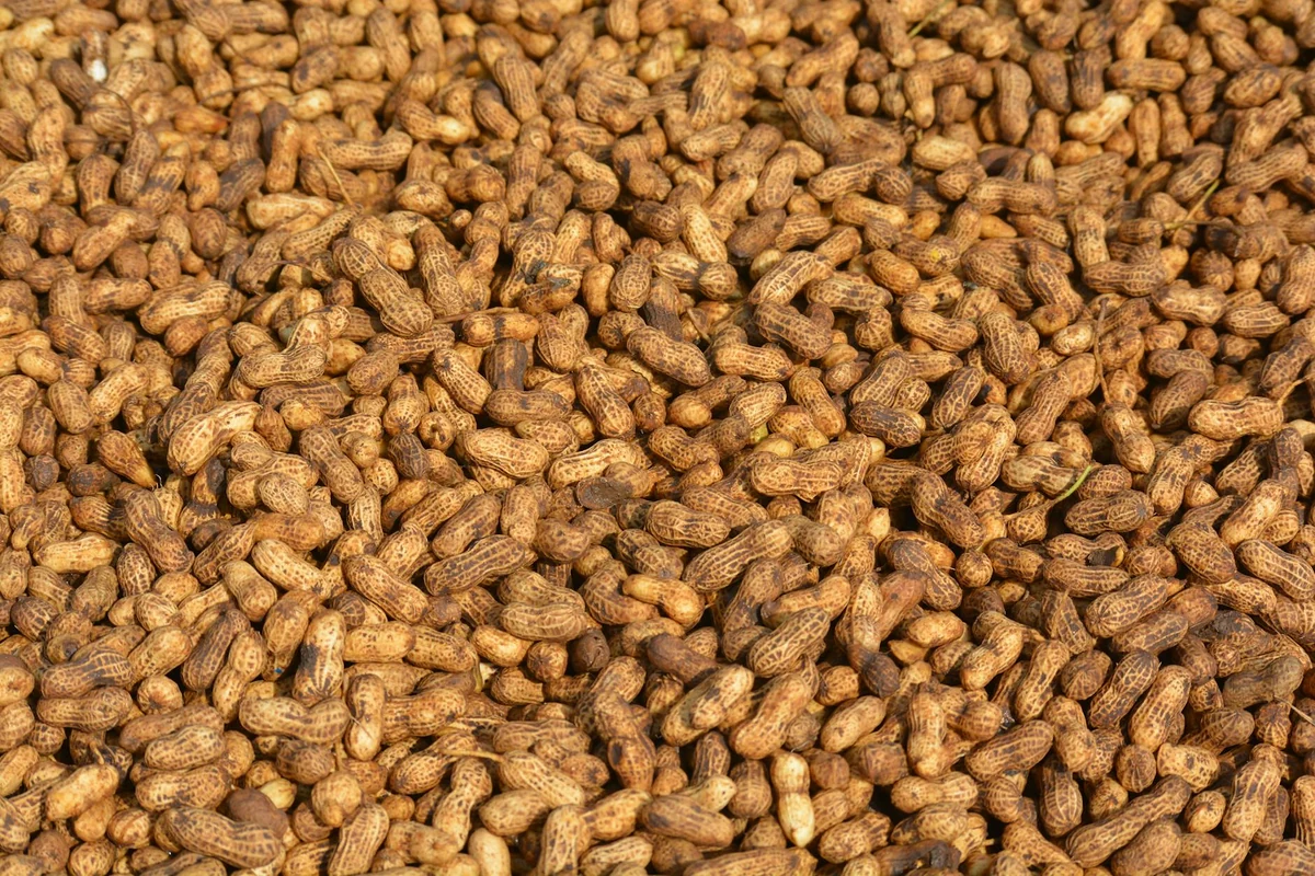 Peanut Export Strategies for South African Businesses